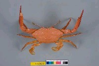 藏品(看守長眼蟹)的圖片